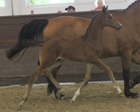 Hengstfohlen - Reservesieger v. Caress / Lombard.